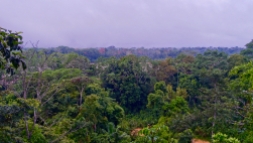 Dschungel - 28
